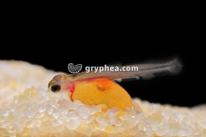 Truite - Alevin après l'éclosion de l'oeuf - gryphea.com